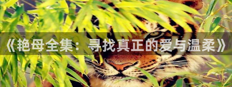 囧次元大全：《艳母全集：寻找真正的爱与温柔》