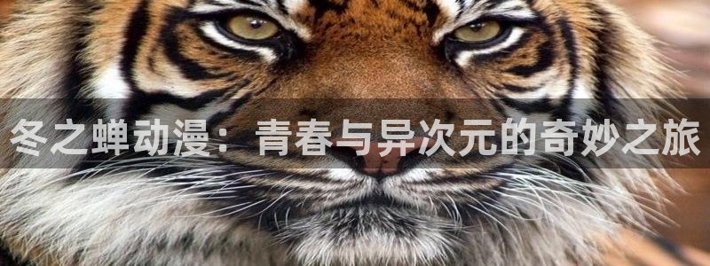 囧次元官方网站入口最新版本