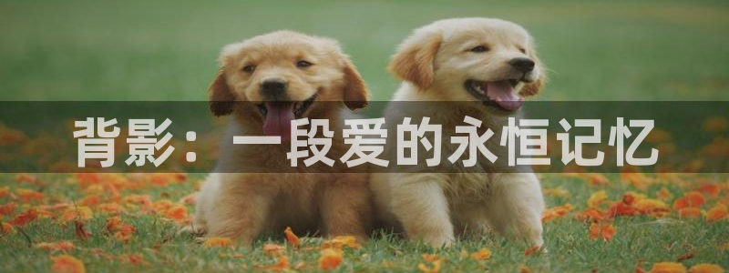 囧次元官网官方入门网站：背影：一段爱的永恒记忆